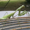 Praying Mantis