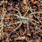 Wolf spider