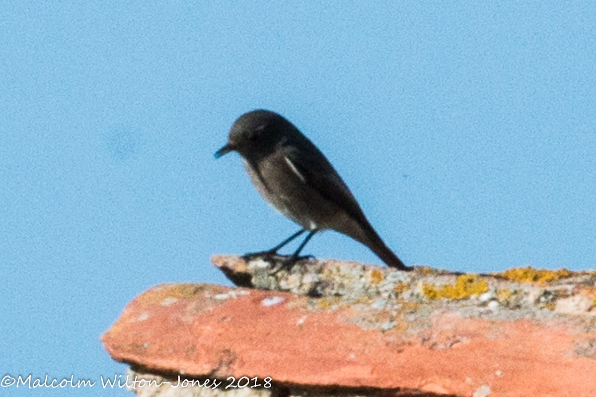 Blue Rock Thrush