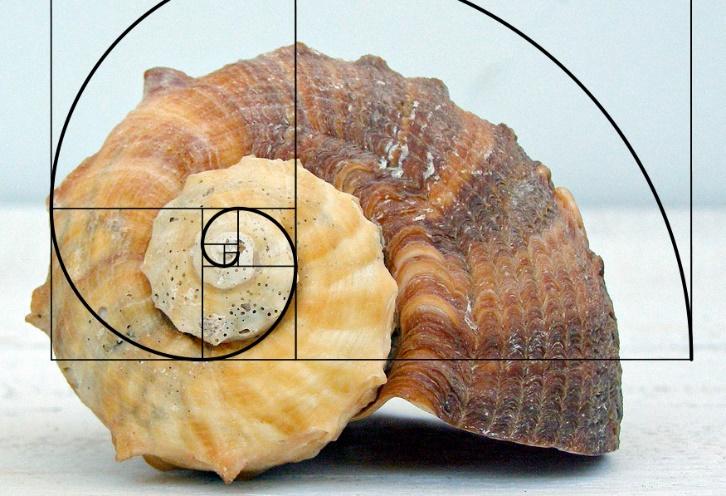 https://richardnilsendotcom1.files.wordpress.com/2013/06/fibonacci-whelk.jpg