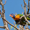 Red-Collared Lorikeet (pair)