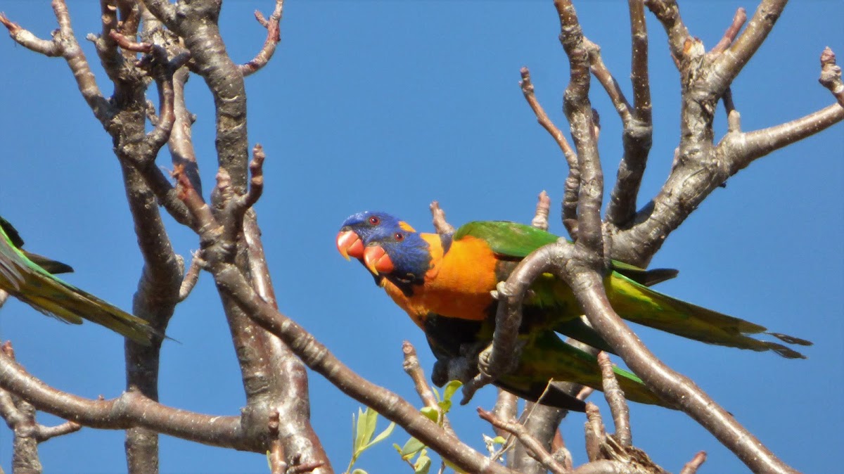 Red-Collared Lorikeet (pair)