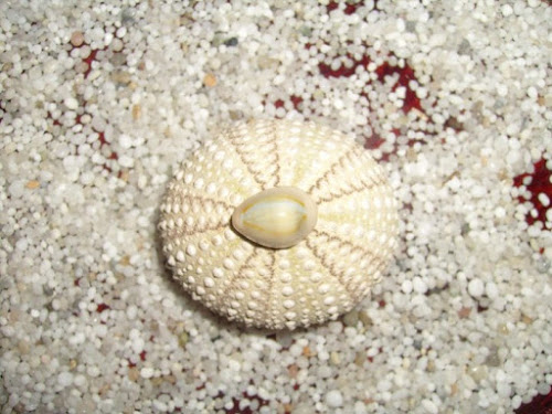 Riccio e conchiglie.Meraviglie del mare di rebecca