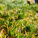 Sedum Reflexum