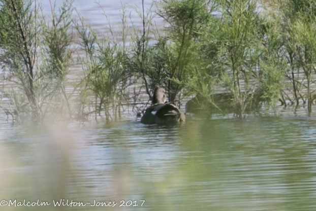 Gadwall; Anade Friso