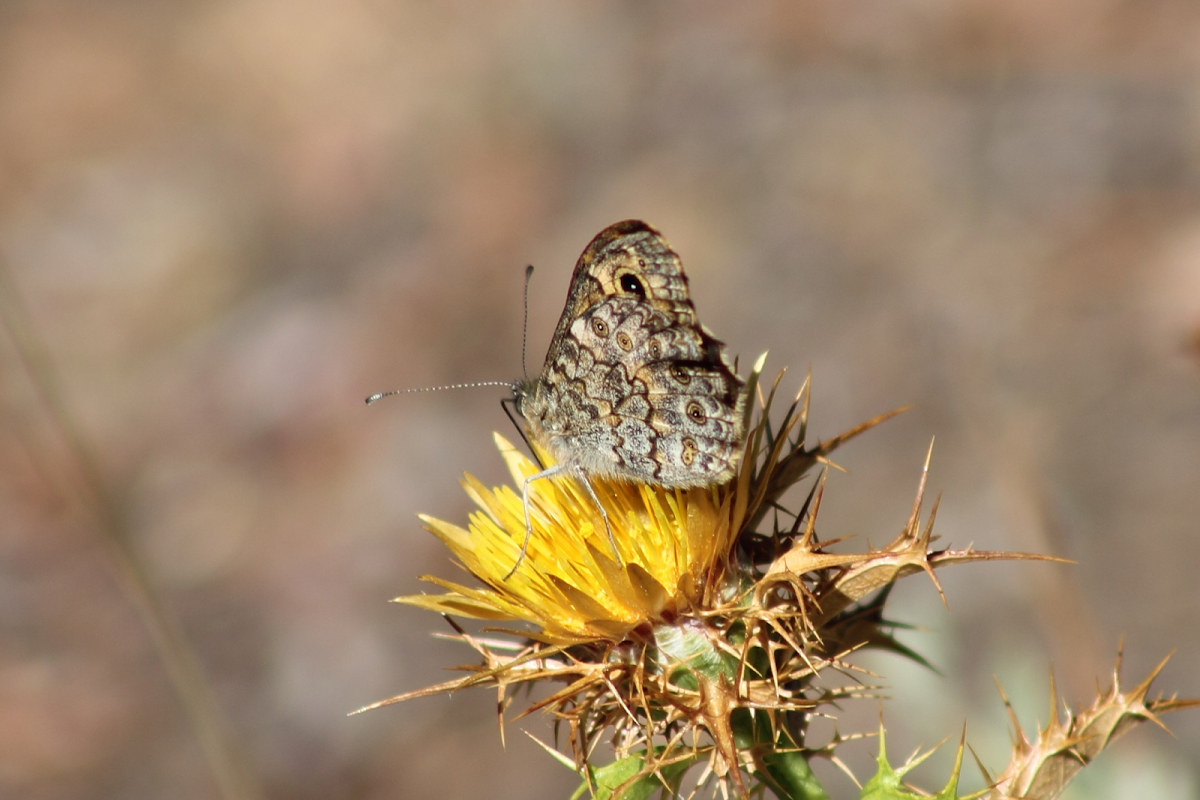 Borboleta Salta-Cercas