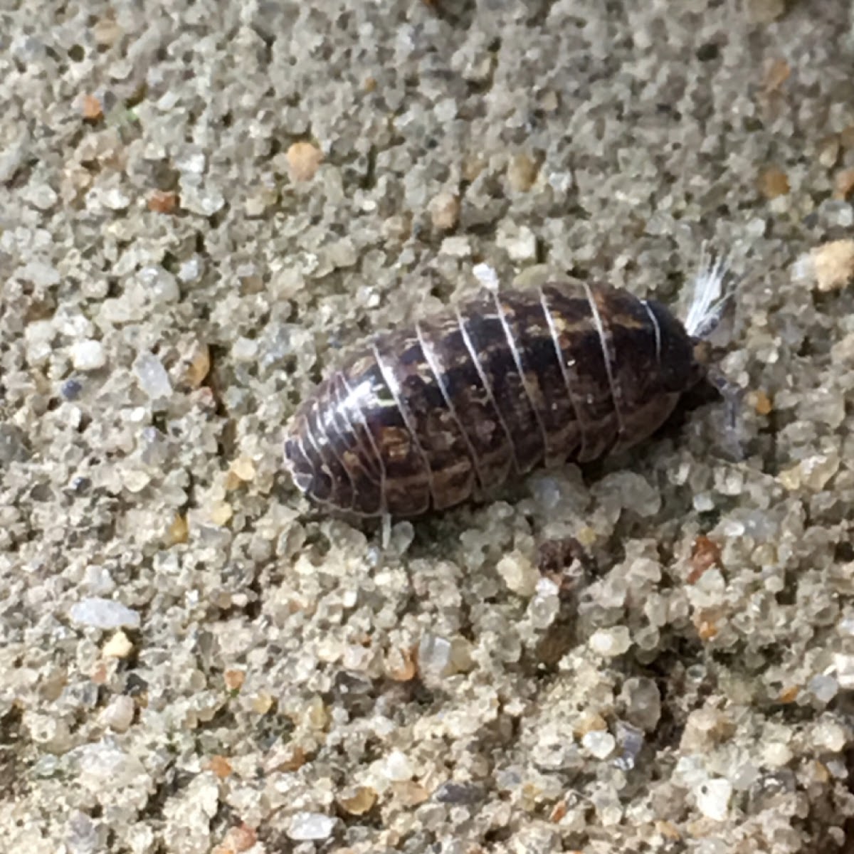 Pill bug, Rollie pollie