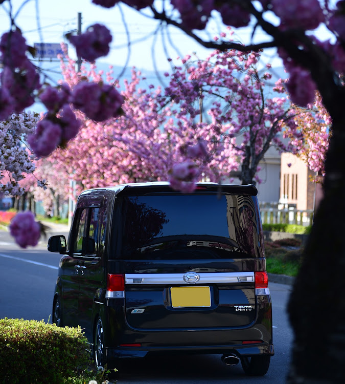 タントカスタムの八重桜・躑躅・ゴールデンウィーク・GW・日本の四季は素晴らしいに関するカスタム事例の投稿画像5枚目