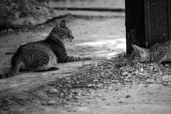 Mother and son... agguato in atto! di Zafs_77