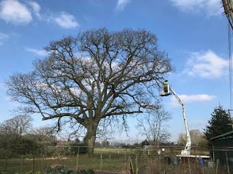 Tree Work album cover