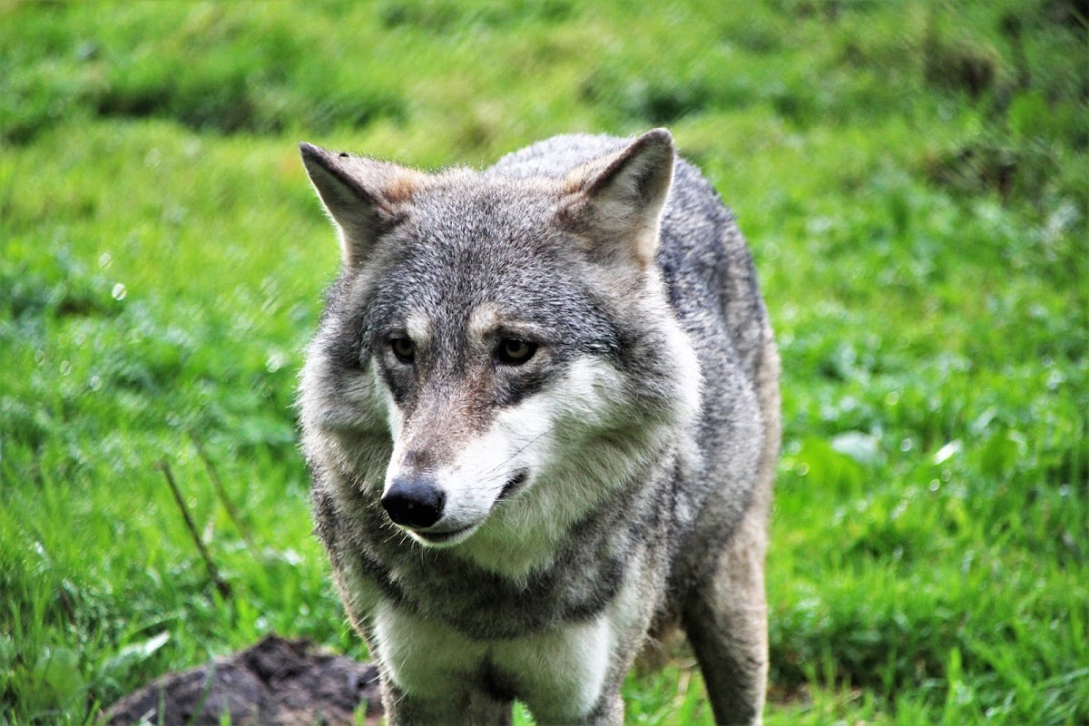 Gray Wolf