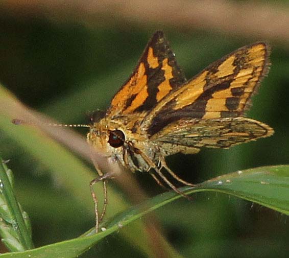 Luzon Grass Dart