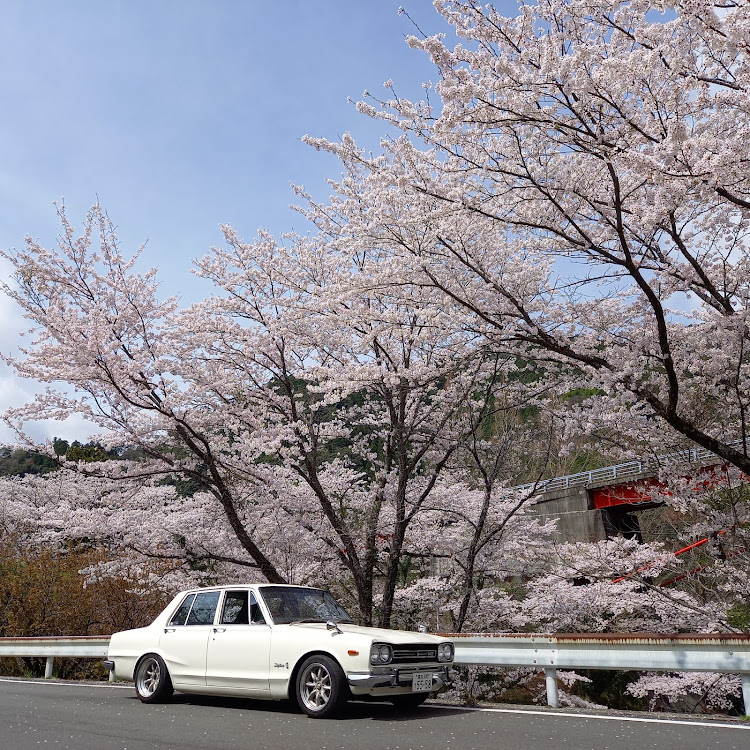 スカイラインのサクラと愛車・枝垂れ桜・仁淀川町に関するカスタム事例の投稿画像5枚目