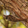 Short-toed Treecreeper