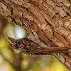 Short-toed Treecreeper