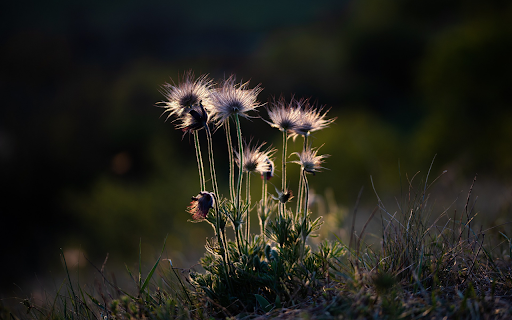 Flowers grow at night