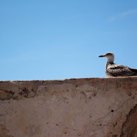 Il guardiano. di 