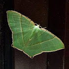 Emerald Moth