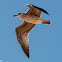 Yellow-legged Gull