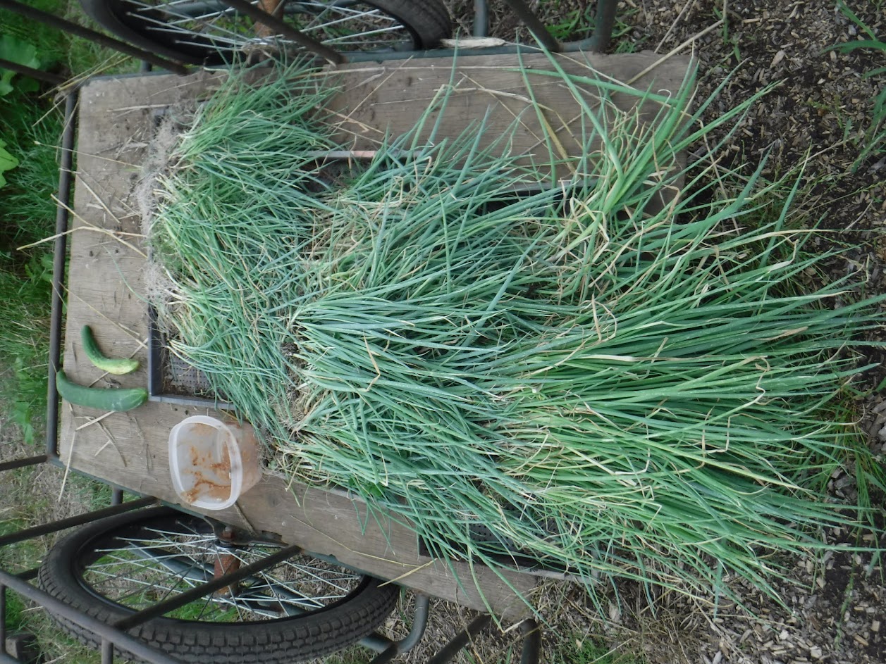 大きさを分けて、大きいものから植えていく