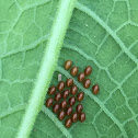 Squash Bug eggs