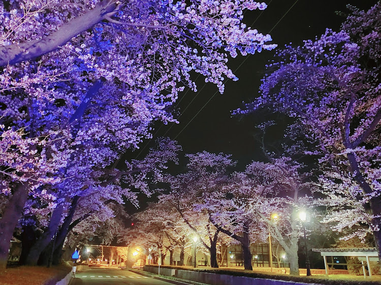 ウェイクのWAKERS!・Initial☆D family・全日本七百式愛好会・桜とコラボ🌸・洗車も や～っとしまｽﾀｯ(笑)に関するカスタム事例の投稿画像8枚目