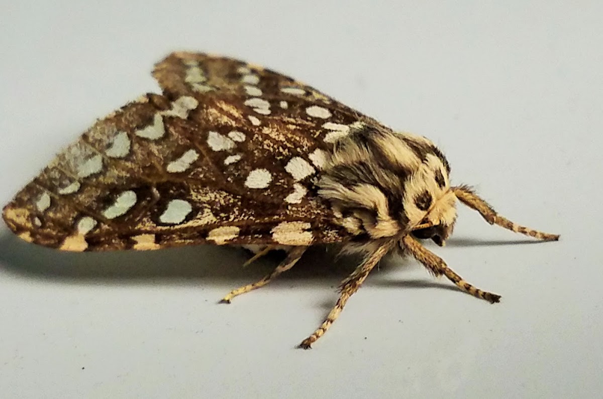 Silver-spotted tiger moth