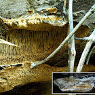 Bracket Fungus