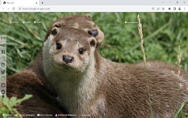 Otter Wallpaper New Tab chrome extension