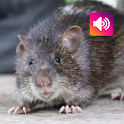 Bandicoot rat: Sound, Calls