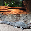 African dwarf crocodile