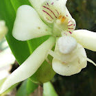 Misumena crab spider and orchid