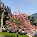 Flowering Dogwood