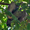 Three toed sloth