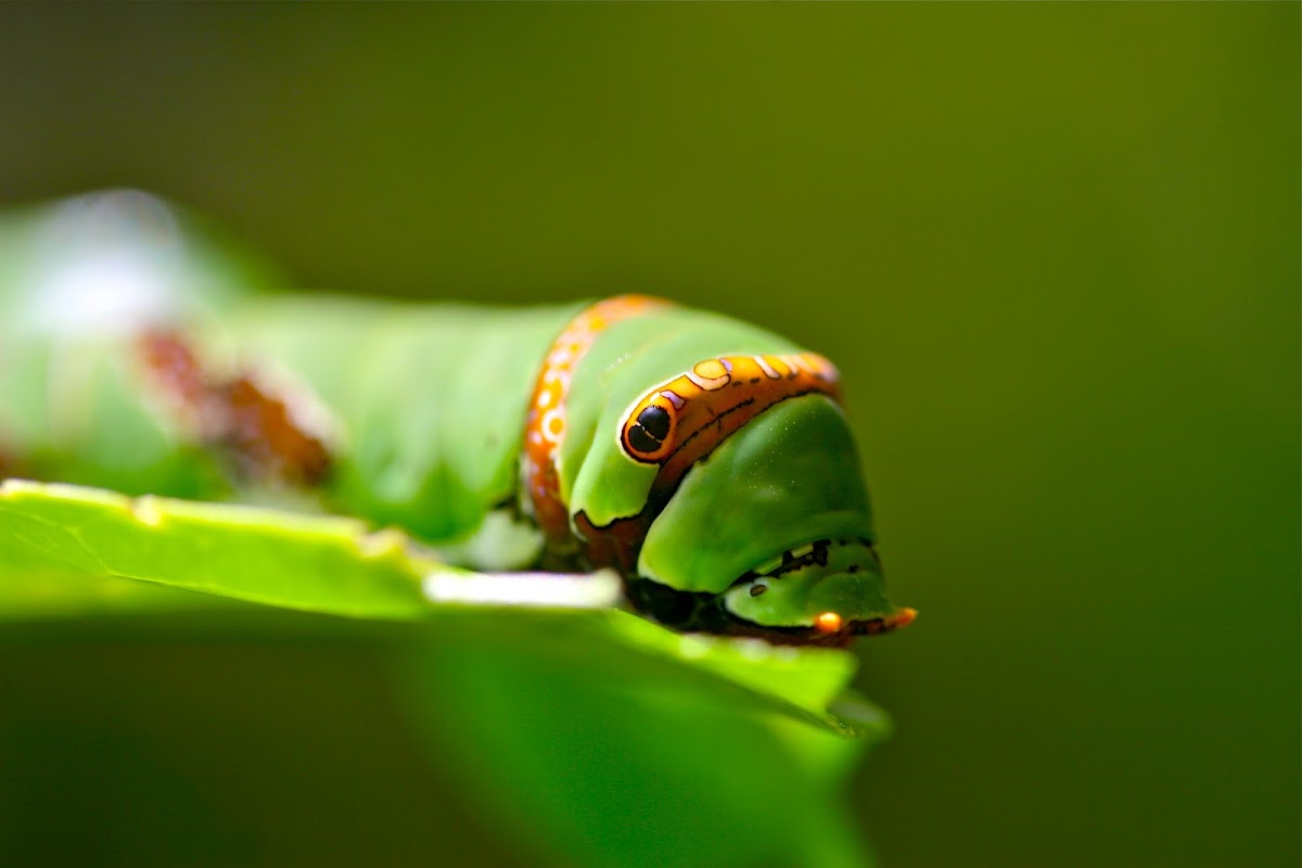 Common Lime Swallowtail Caterpillar