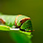 Common Lime Swallowtail Caterpillar
