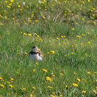 Killdeer