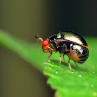 Beetle Fly