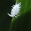 Dusky Ladybug Larvae