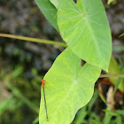 Pseudagrion pilidorsum ssp. declaratum