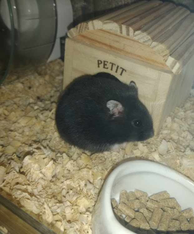 ランサーエボリューションの依頼完了・引き渡し完了・うちの子（ハムスター🐹）・一目ぼれお迎えハムスター（クロ）・明かりつけたら……に関するカスタム事例の投稿画像4枚目