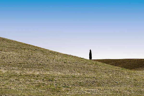 Il cipresso di emanuele_basile