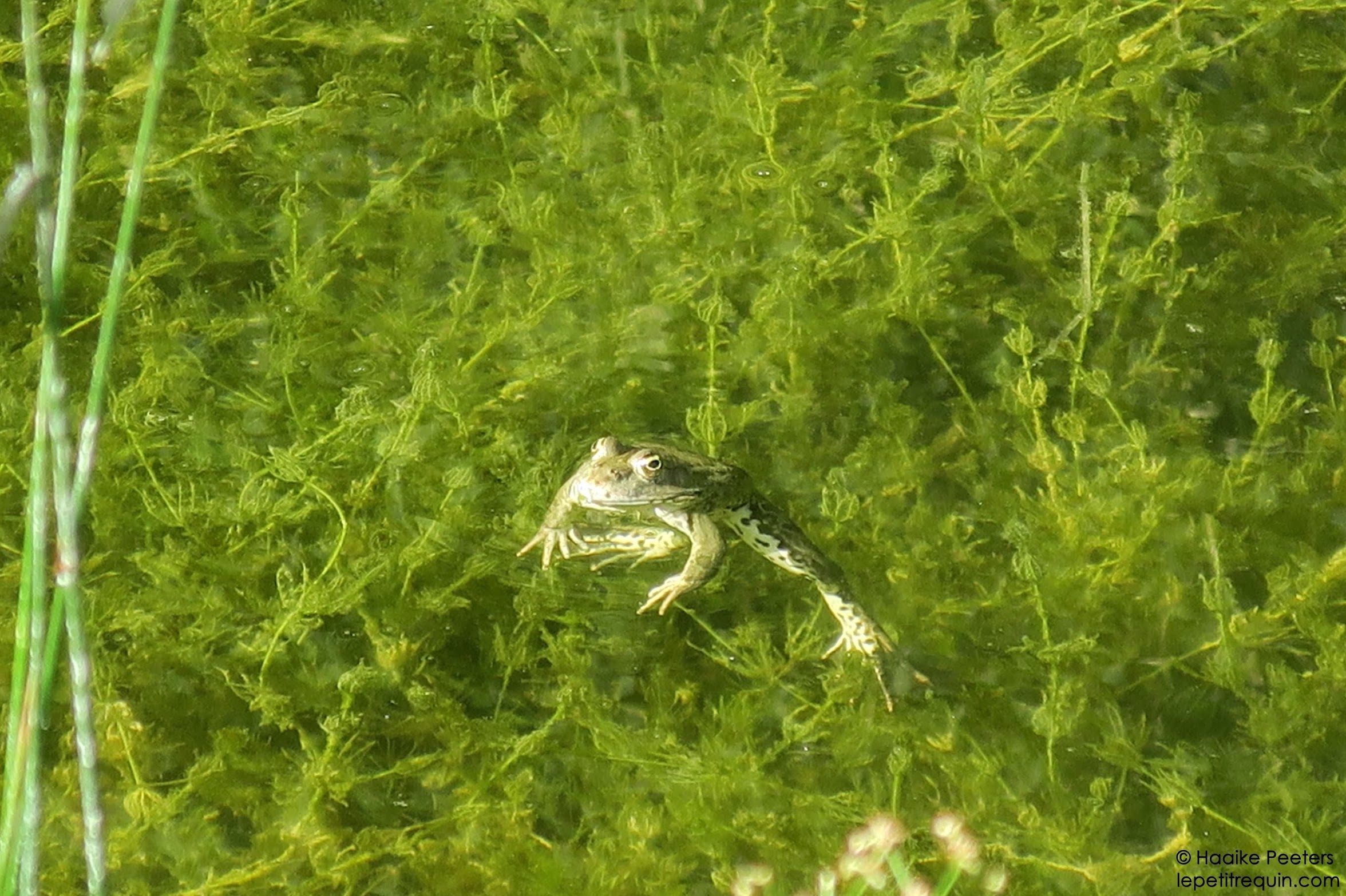 Loop naar de maan (Le petit requin)