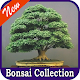 Download Bonsai Design Collection For PC Windows and Mac 1.0