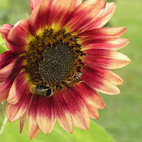 ape su girasole di 