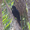 Red-rumped cacique