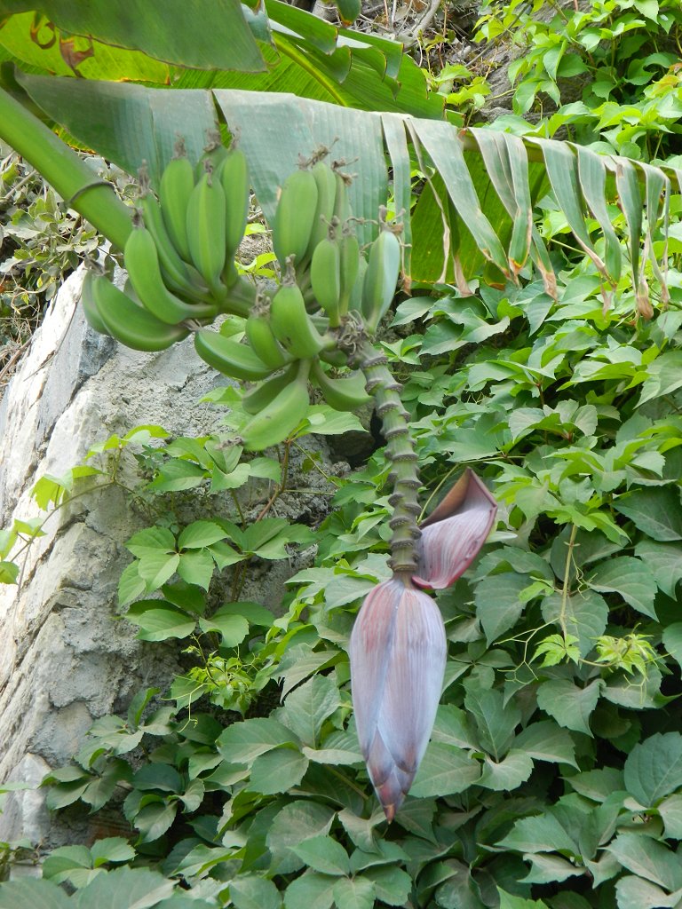 Banana plant