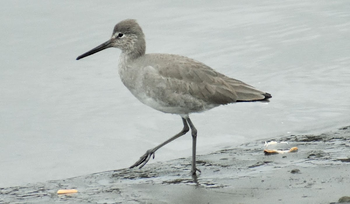 Red knot