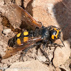 Mammoth Wasp