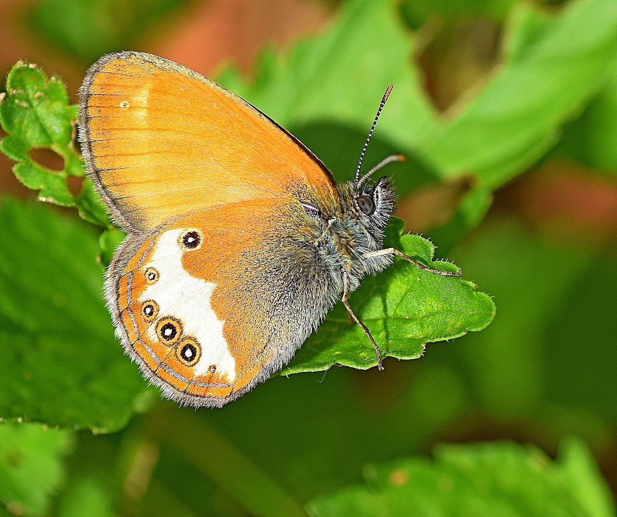 Pearly Heath